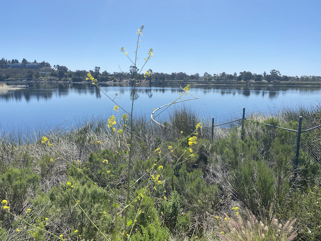 Miramar Reservoir